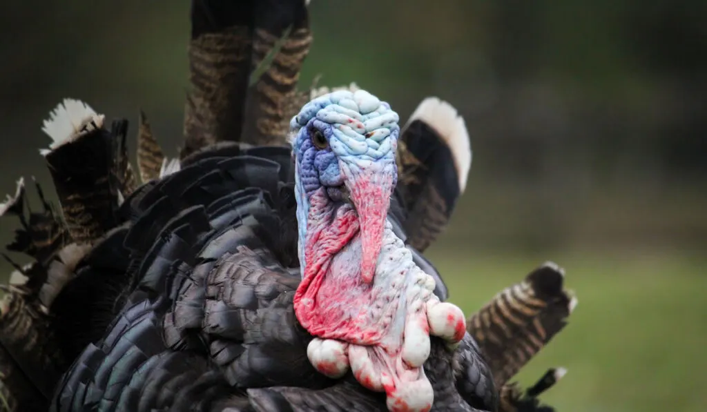 Close up of a Bronze Male Turkey 