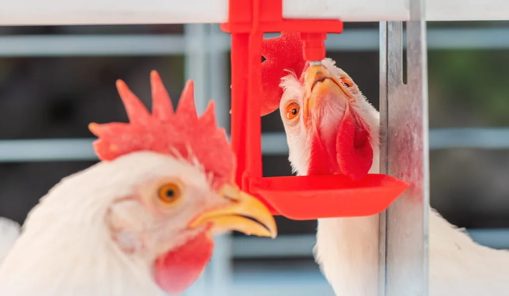 Close up of chicken hen drinking water in cage