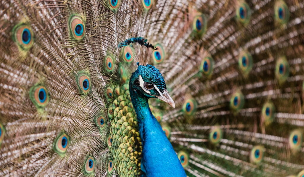 Close up of colorful peacock 