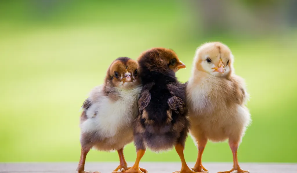 Close up three chicks friends