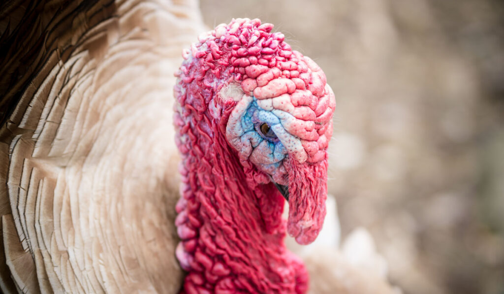 Closeup of heritage turkey showing head, wattle with caruncles