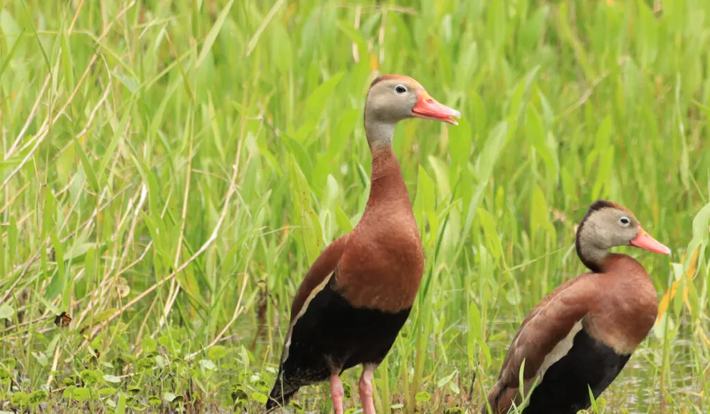 Closeup of two black-bellied whistling duck
