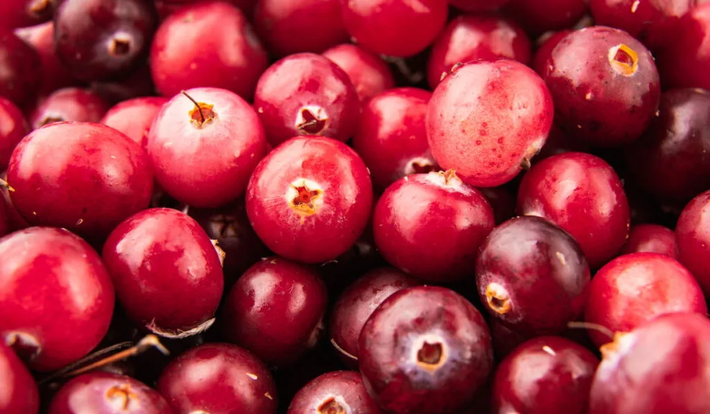 bunch of Cranberries 