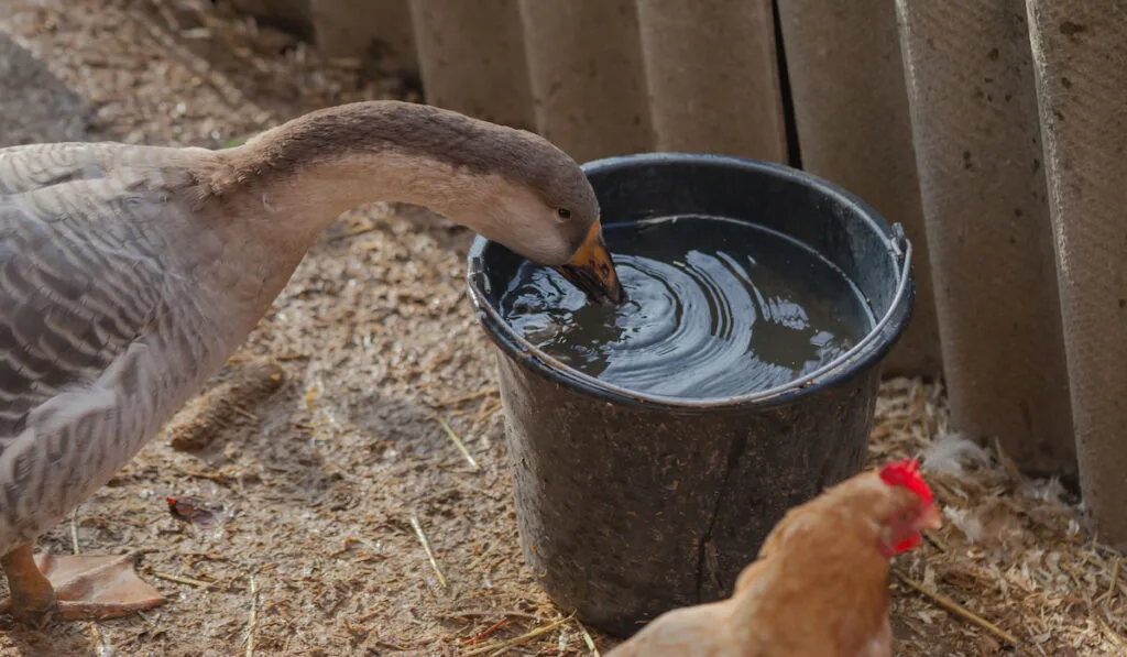 Domestic geese drinks water from a bucket on a small farm alongside with a chicken