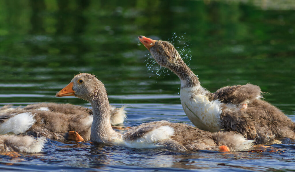 Domestic geese swimming on the lake