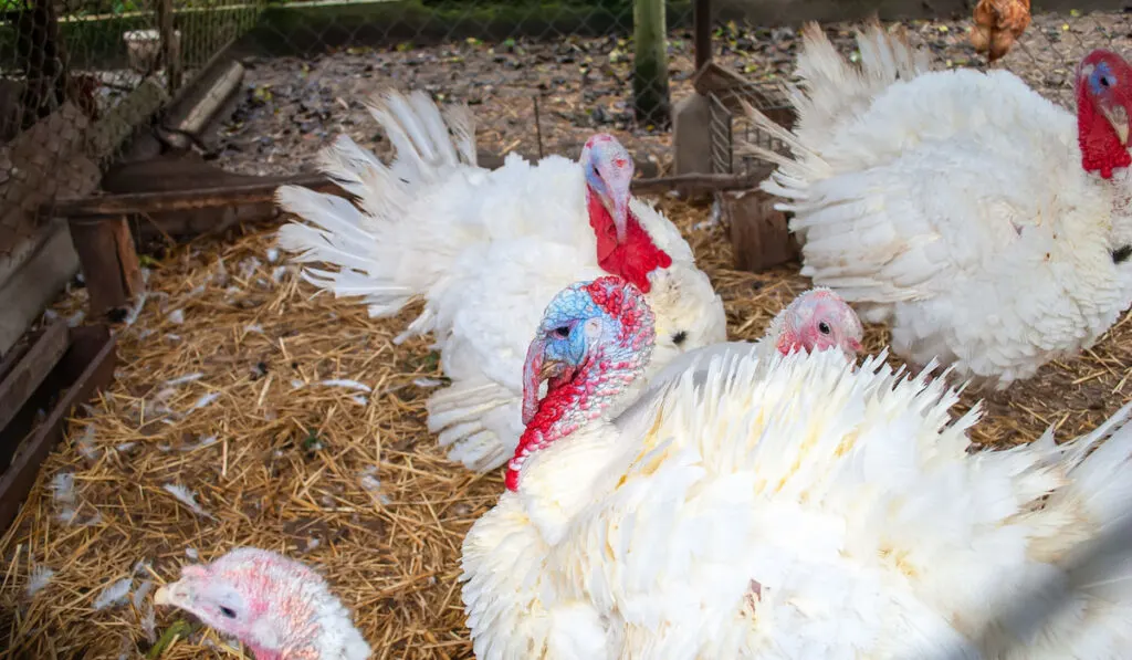 Domestic large broad breasted white turkeys in birdcage at a farm