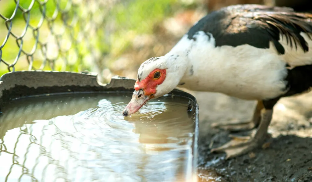 Duck drinking water on barn yard