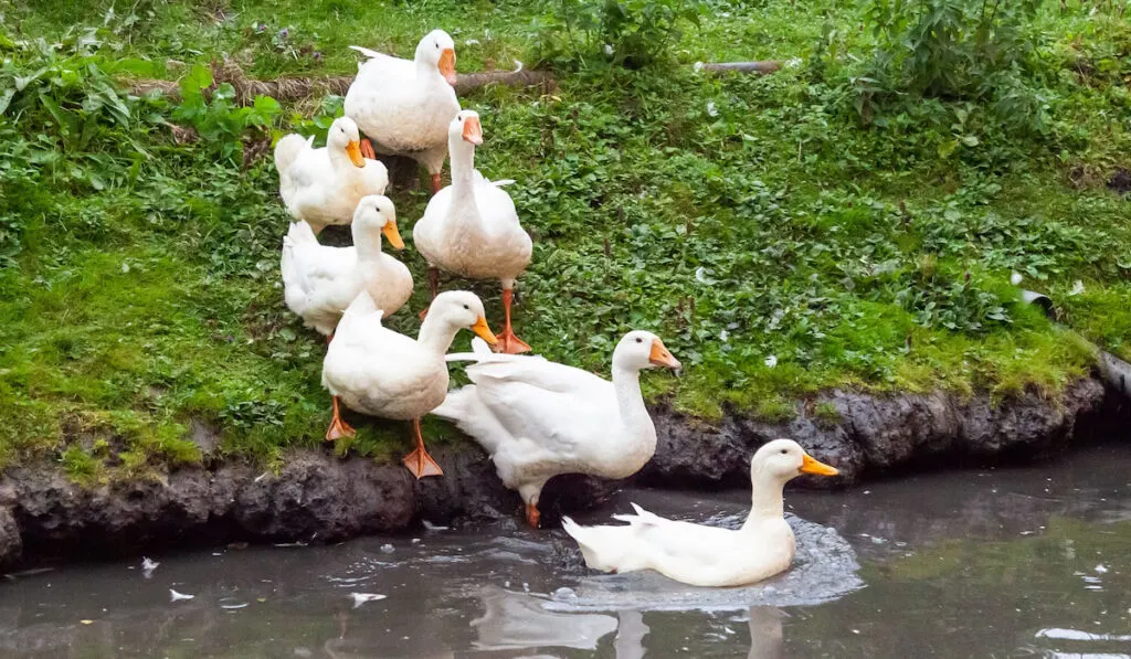 ducks and goose with orange beaks and paws going in an artificial pond with muddy water on a sunny day at a farmyard