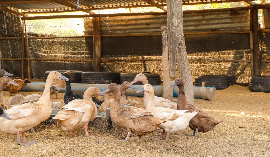 Ducks in the farm