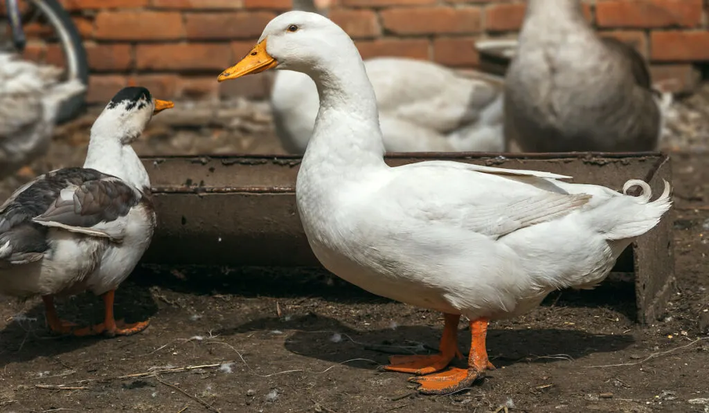 Ducks with blurry background with duck feeds in a rural yard