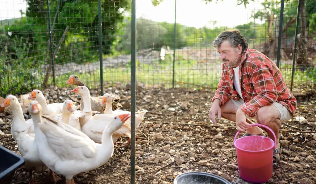 Farmer feeding geese in the farm coop