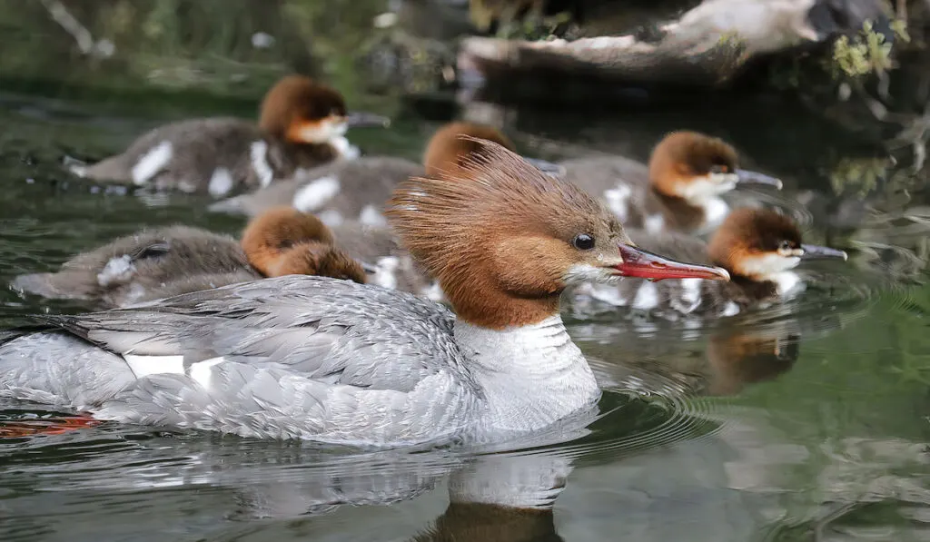Female common merganser swims along with her young mergansers 