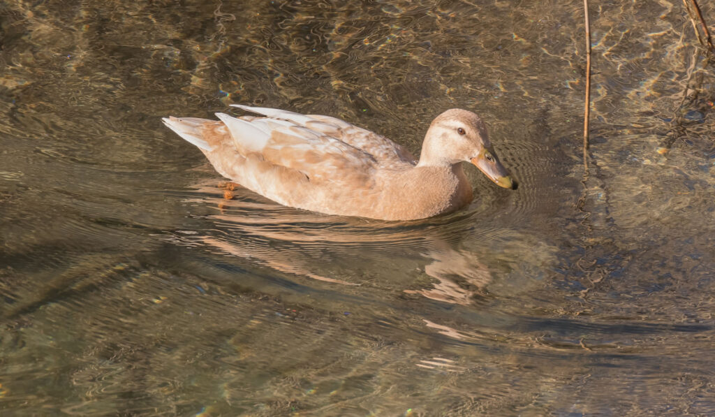 Female saxony duck swims in the river