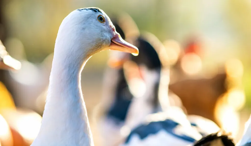 Focus detail of a duck head against blurry image of other ducks 