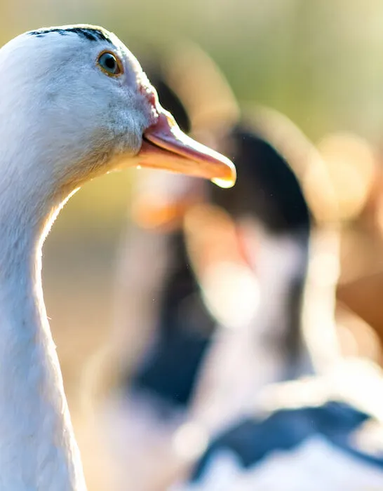 Focus-detail-of-a-duck-head-against-blurry-image-of-other-ducks