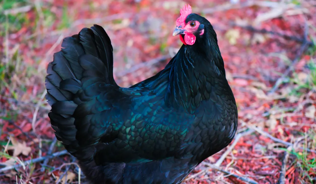 Free Range Blue Australorp Chicken