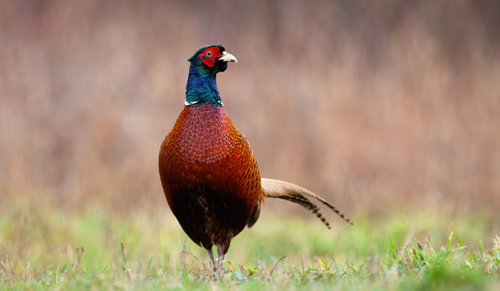 Front view of common pheasant