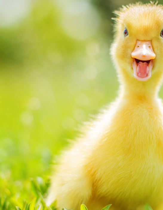 funny duck