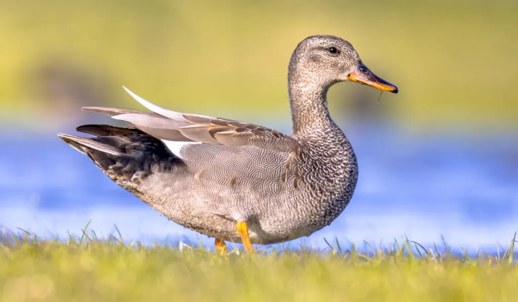 Gadwall duck ( Mareca Strepera ) foraging in wetland 