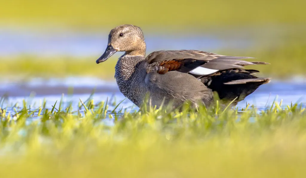 Gadwall duck ( Mareca Strepera ) foraging in wetland