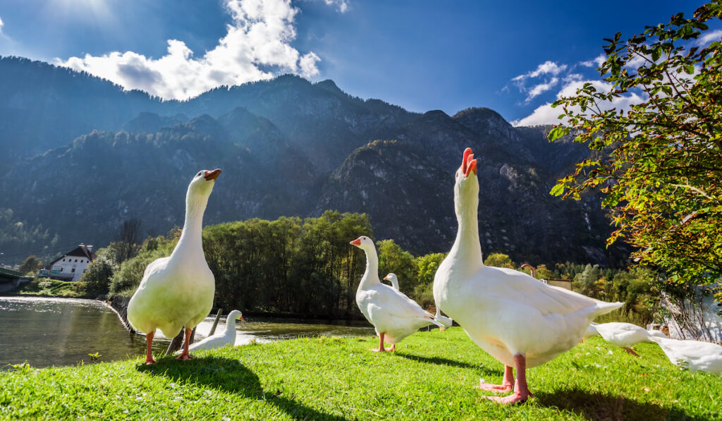 Geese by the river in the mountains on a sunny day