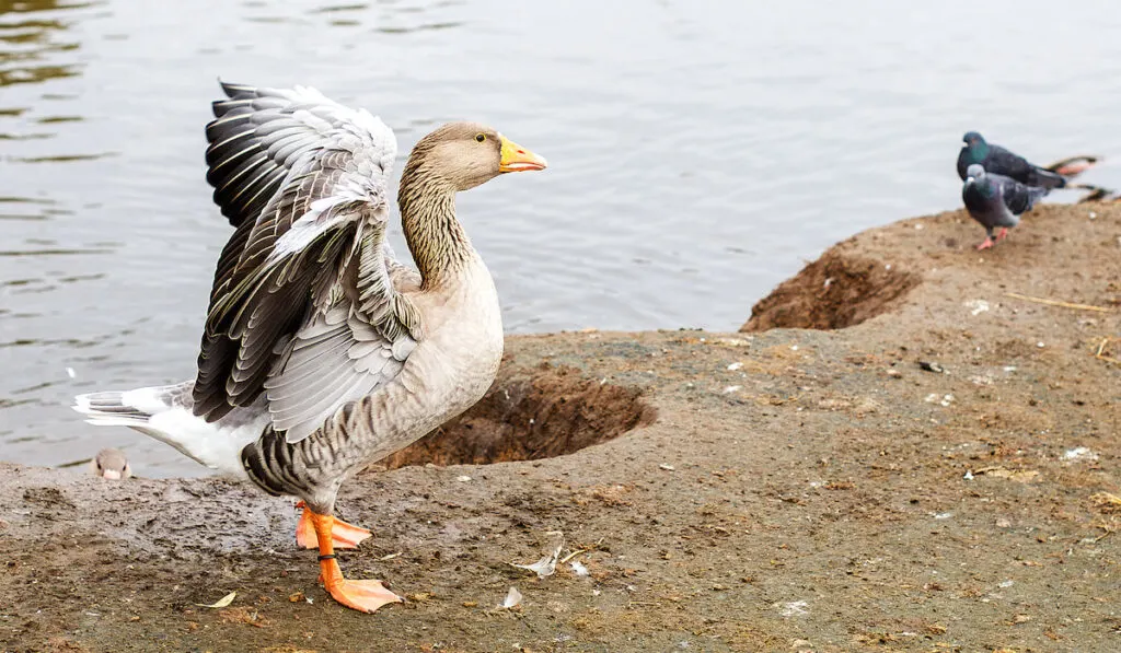 Geese flaps its wings walking near the lake