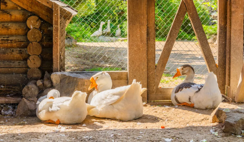 Geese resting in a spacious cage at a goose farm