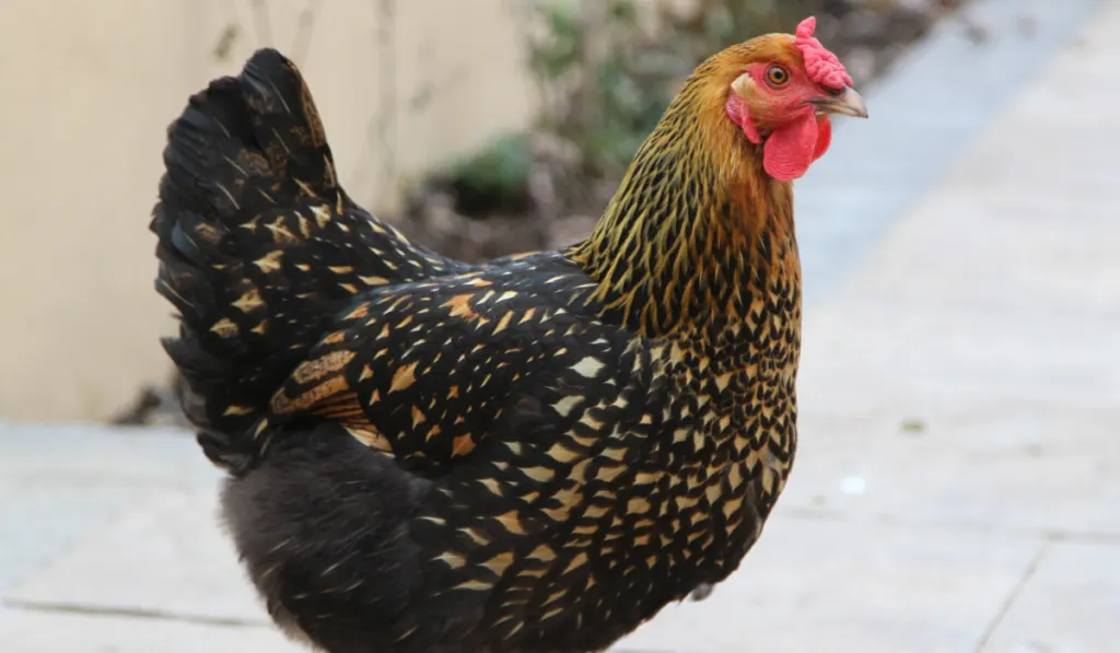 Golden Laced Wyandotte full profile right.