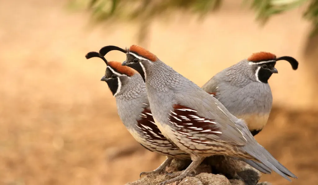 Group of gambels quail on top of the rock in Arizona