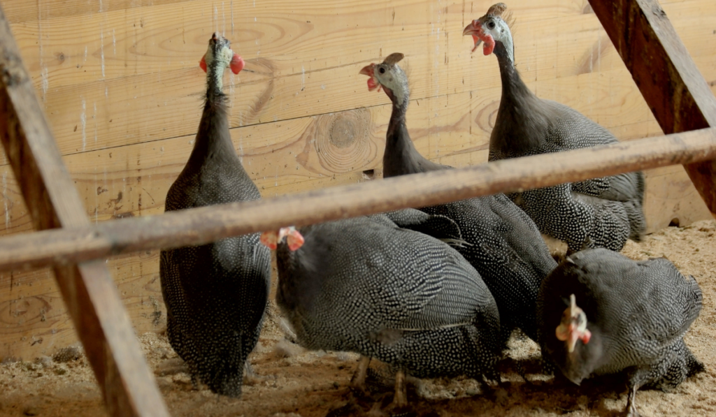 Group of pheasants at poutry farm. Close up wild birds in coop at breeding farm. Guide for raising pheasants at farm.