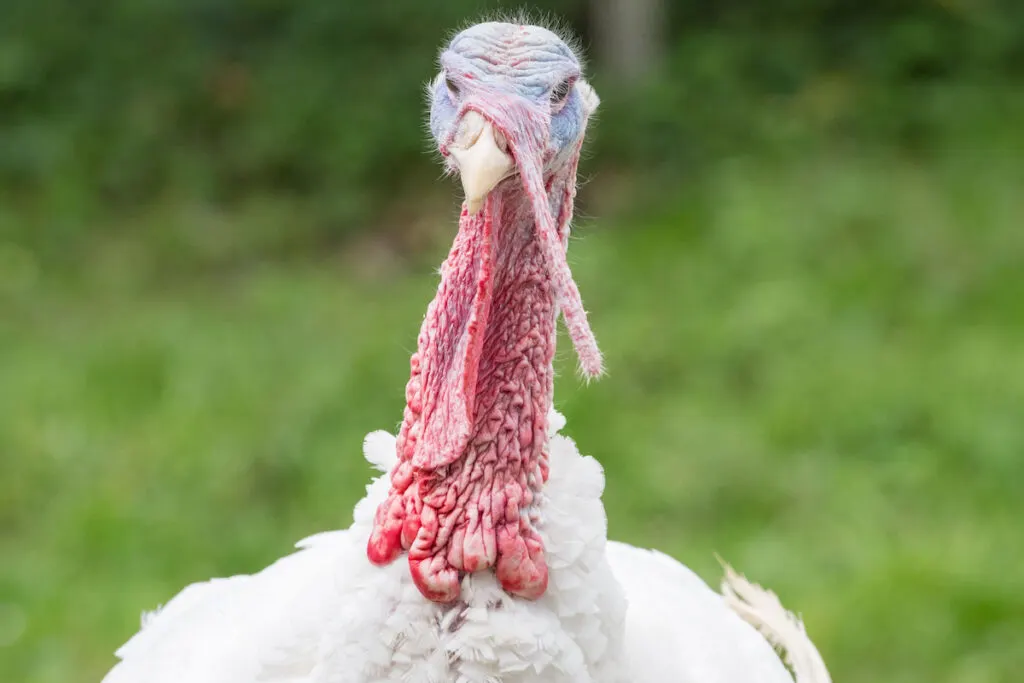 Head shot of a domesticated white broad breasted turkey looking at camera