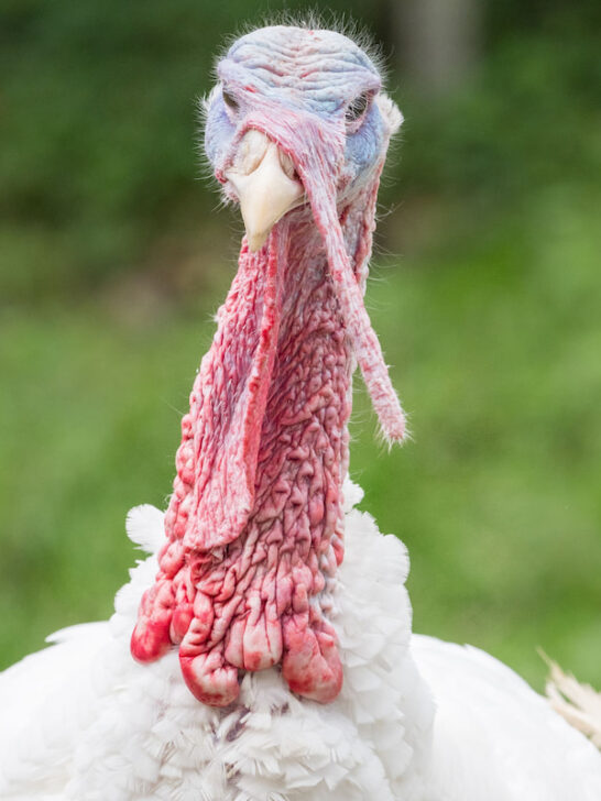 Head-shot-of-a-domesticated-white-broad-breasted-turkey-looking-at-camera