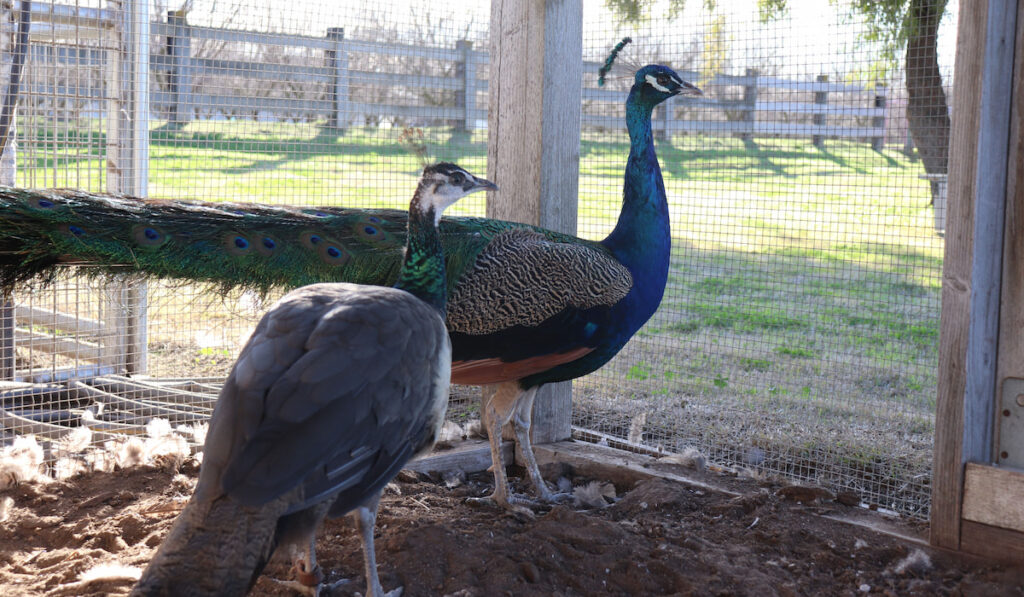 Indian blue peafowl and peahen in coop