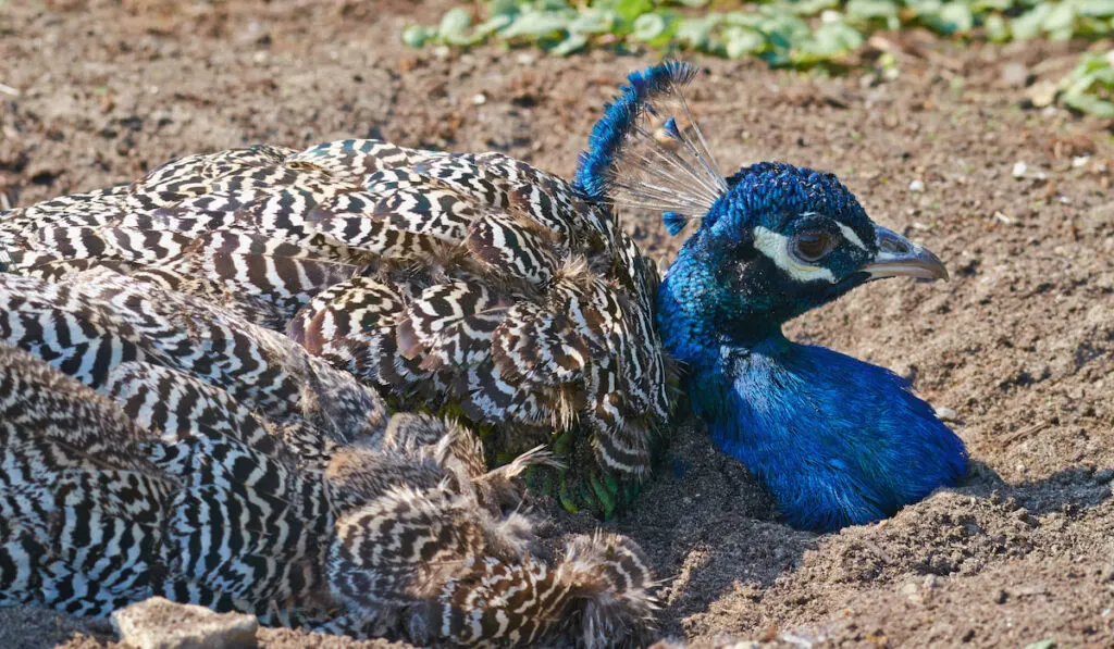 Indian peafowl doing dust bath