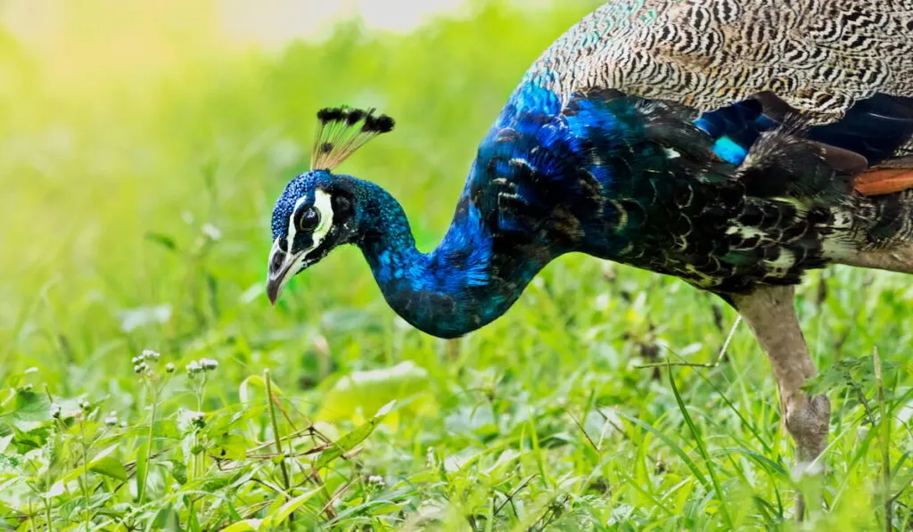 Indian peafowl searching food in the morning.