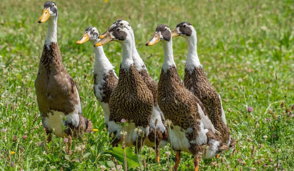 indian runner duck in the garden