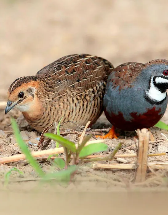 King quail and coturnix quail together