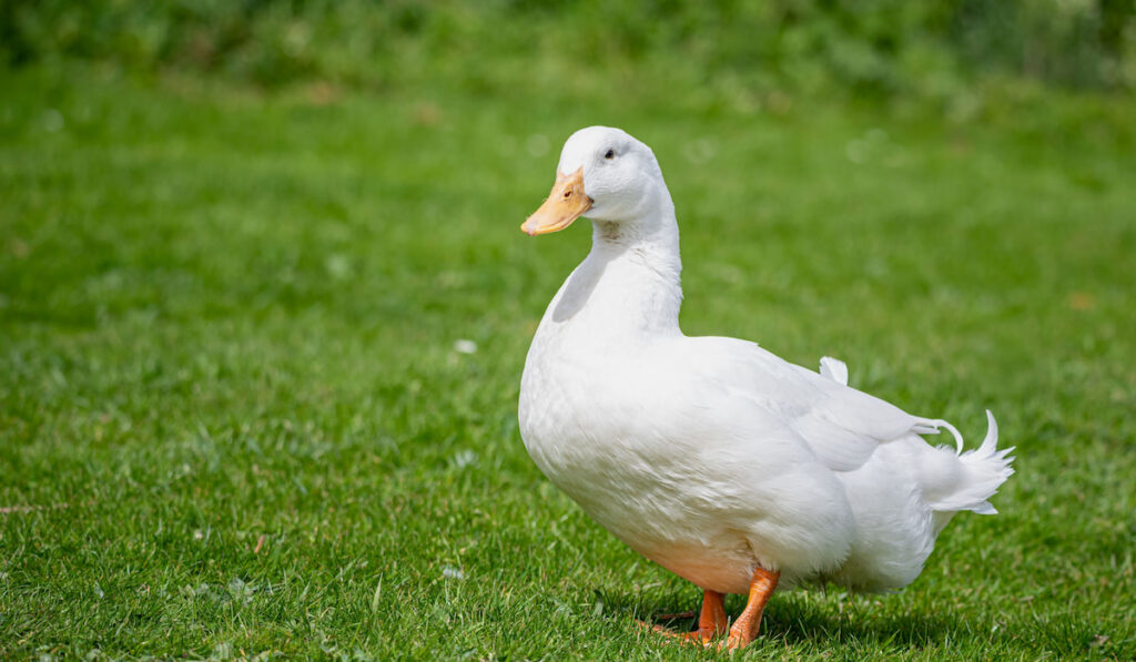 Large white heavy duck also known as American Pekin Duck