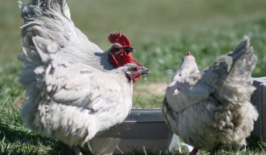 Lavender Orpington Rooster in the pasture