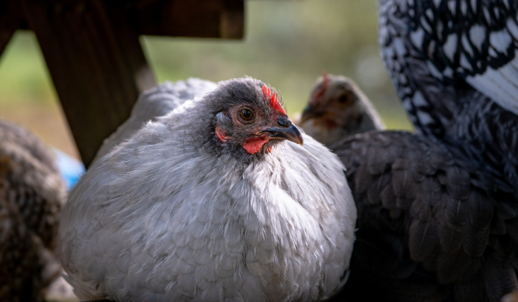 lavender orpington chicken resting with other chicken breed