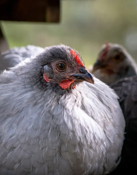 lavender orpington chicken resting