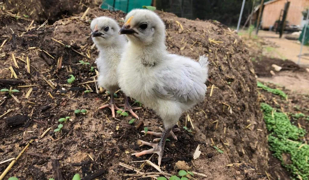 Lavender Orpington chicks exploring the garden