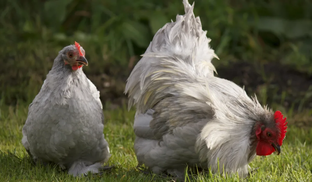 Lavender Pekin Bantam chicken