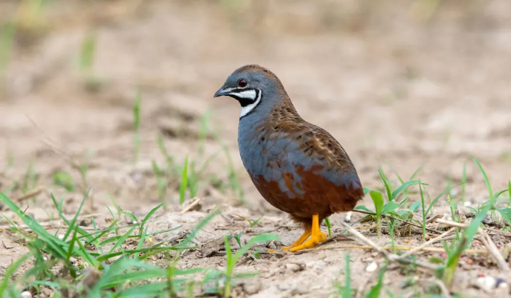 Male King quail on the ground