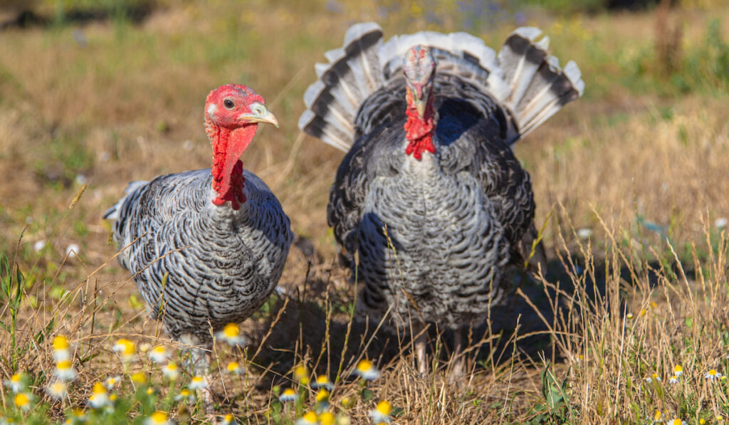 Male and Female Turkey on a farmyard