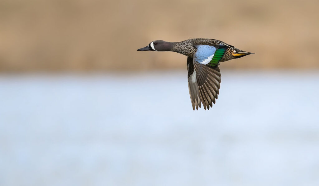 Male blue-winged teal in flight against reeds over a lake