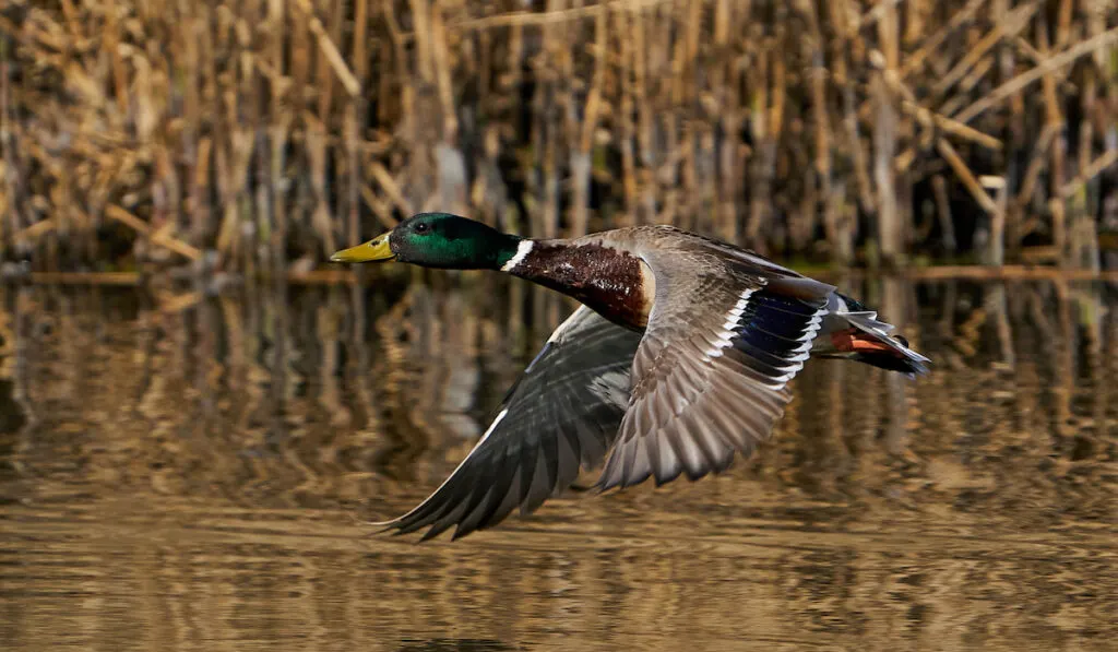 Mallard in flight with vegetation in the background