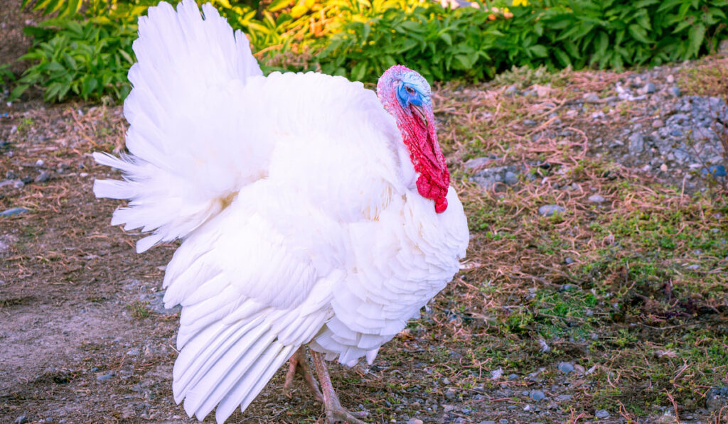 Midget white turkey walking in the yard