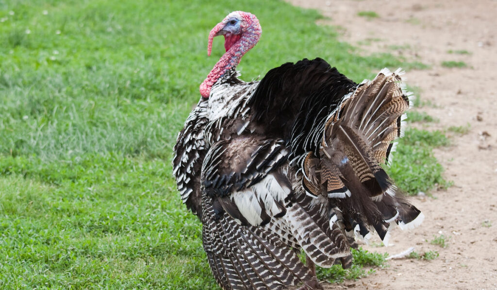Narragansett Turkey in a pasture