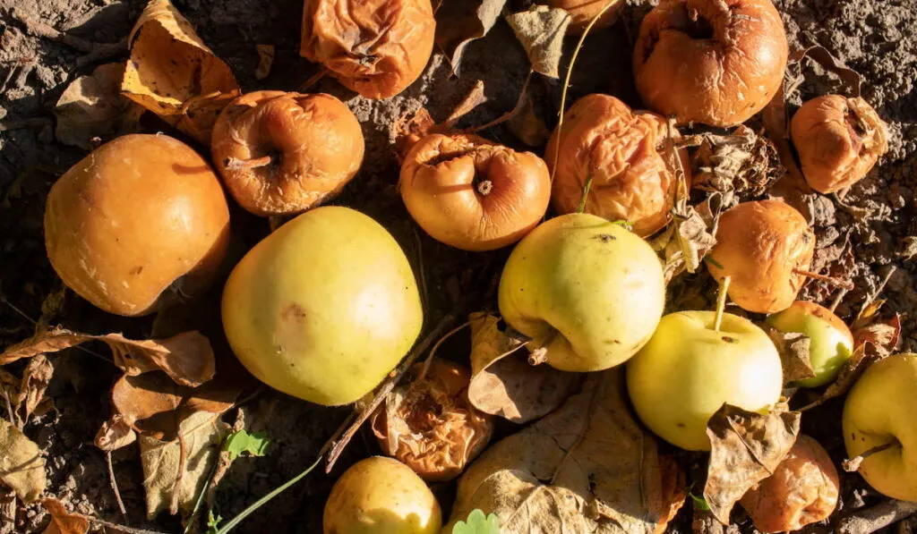 Overripe rotten yellow apples fruits on the ground under tree in the garden